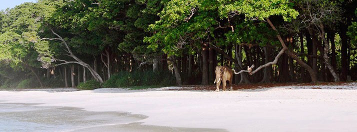616/Barefoot at Havelock - Havelock Island 011.jpg